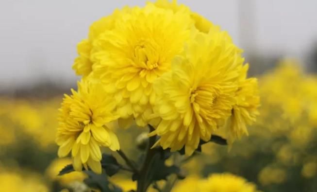 千畝云臺冰菊盛開，誠邀您蒞臨免費(fèi)參觀！